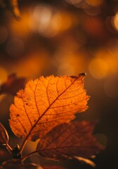 Fototapeta premium Autumn Leaf in Golden Light - A single, vibrant orange leaf basks in the warm glow of autumn sunlight, blurred background bokeh