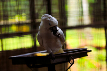 white parrot eating peeled nuts and perched on the tree trunk