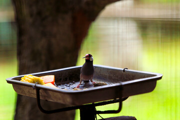 Java sparrow taking food from a food container