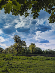 Landscape with Trees Under a Dramatic Sky