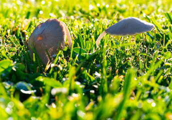 Two mushrooms growing in a yard, their stems bending in odd ways making them bow towards the grass