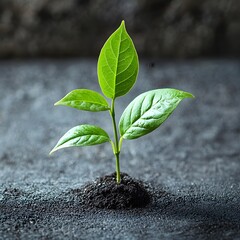 "Minimalist Green Plant Emerging"