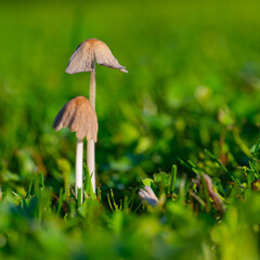 Closeup of two small common ink cap mushrooms just starting to open