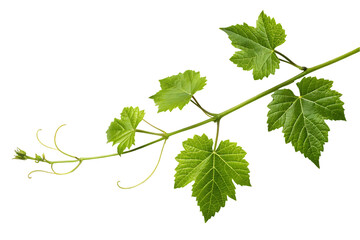 vine leaves isolated on white background
