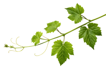vine leaves isolated on white background