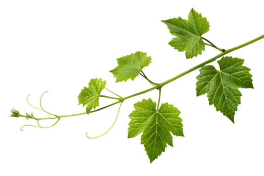 vine leaves isolated on white background