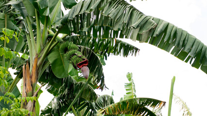 Close up of a banana tree bearing fruit.