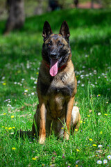A Belgian Malinois playing in a green meadow in spring. This elegant Belgian Malinois stands tall and proud, showing off his muscular physique and sharp gaze.