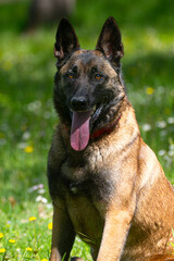 A Belgian Malinois playing in a green meadow in spring. This elegant Belgian Malinois stands tall and proud, showing off his muscular physique and sharp gaze.