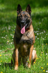 A Belgian Malinois playing in a green meadow in spring. This elegant Belgian Malinois stands tall and proud, showing off his muscular physique and sharp gaze.