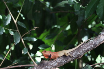 Oriental Garden Lizard on Branch: An eye-level, high-angle shot capturing an oriental garden lizard perched elegantly on a branch, showcasing the lizard's vibrant colors and the natural world.