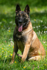 A Belgian Malinois playing in a green meadow in spring. This elegant Belgian Malinois stands tall and proud, showing off his muscular physique and sharp gaze.