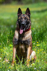 A Belgian Malinois playing in a green meadow in spring. This elegant Belgian Malinois stands tall and proud, showing off his muscular physique and sharp gaze.