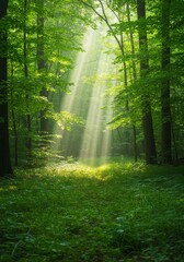 Fototapeta premium Sunbeams in the Green Forest - Sunlit path through lush green forest, rays of light illuminating the way. Peaceful nature scene