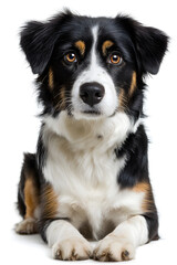 This black and white dog with amber eyes lies comfortably, showcasing its shiny coat and calm demeanor