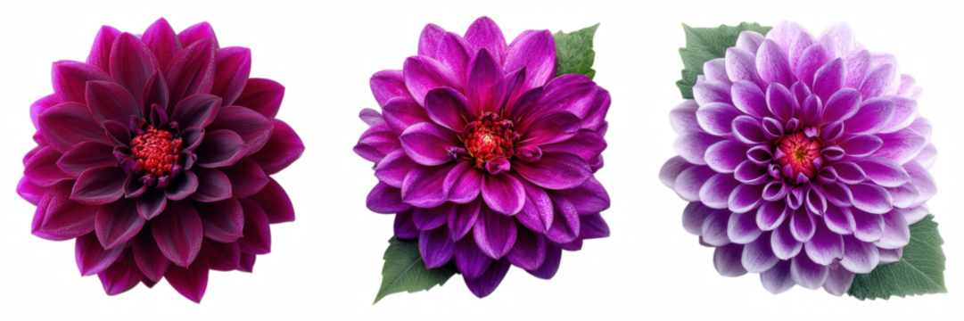 Realistic Purple Dahlia Flower with Soft Gradient Petals on Transparent Backgroun