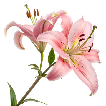Pink lily flowers stem isolated on transparent background