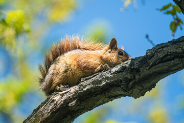 A squirrel walking in the forest on a sunny day. A squirrel on a tree in the forest in spring. A...