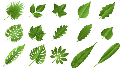 Green Leaves Clooection.