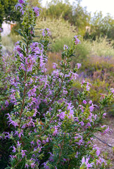 Rosemary or Salvia rosmarinus,Rosmarinus officinalis plants in Vilaflor, Tenerife,Canary Islands,Spain.Herb and spice for flavouring food or aromatherapy concept.Selective focus.