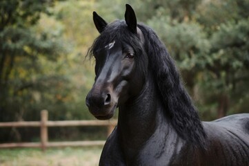 Obraz premium gorgerous beautiful black horse in natore