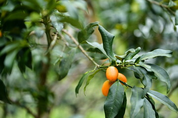 These plump, golden kumquats captured in a natural orchard setting showcase Taiwan’s agricultural abundance and seasonal beauty.