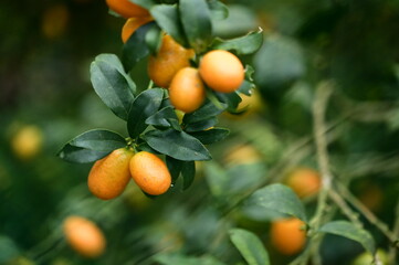 A close-up view of ripe kumquats with orange-yellow skin, thriving in a sunlit orchard in Yilan, Taiwan — a region famed for this citrus specialty.