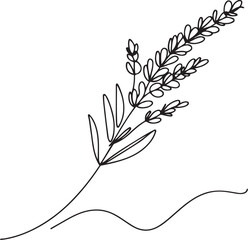 Simple line art of lavender flower on white background
