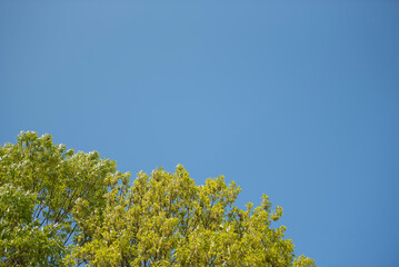 청명한 봄날의 하늘