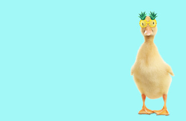 Cute duckling with pineapple sunglasses against light blue background. Banner design with space for...