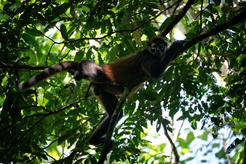 Spider monkey resting on a tree branch.