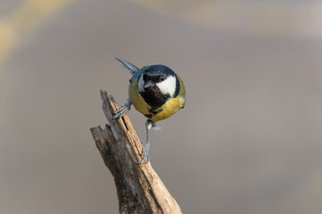 Parus major