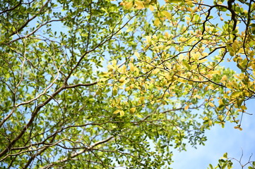 Low angle view of overlapping green and yellow tree canopies against a blue sky. The visual contrast captures the serene balance of seasonal change and natural symmetry.