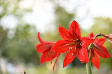 Red amaryllis bloom silhouetted against a luminous white sky. Backlighting highlights the petal edges, producing a dreamy and minimalist botanical composition.