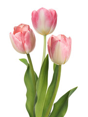 Beautiful pink tulips isolated on white. Spring flowers