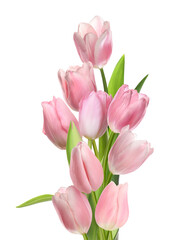Naklejka premium Beautiful pink tulips isolated on white. Spring flowers