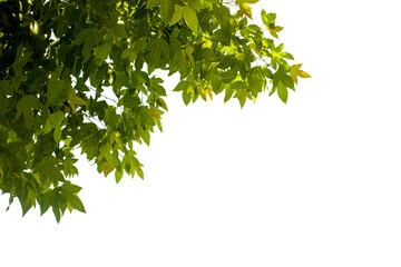 Obraz premium green leaves isolated on white background