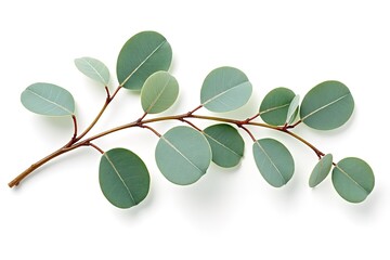 Obraz premium A single eucalyptus branch with oval leaves lying on a white surface makes an elegant statement