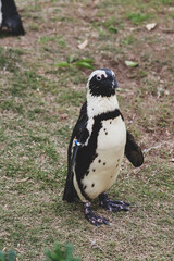 Portrait of penguin in the zoo