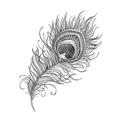 Vector illustration in graphic style peacock feather line art