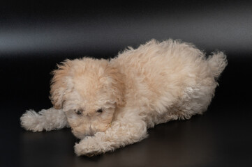 Hiding poodle puppy dog