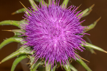 Detail of the pistils with pollen grains of the milk thistle Onopordum acanthium