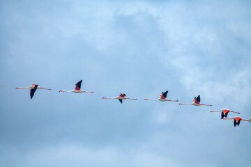 A flock of flying flamingo (Phoenicopterus ruber). Very peculiar graceful birds. Oman