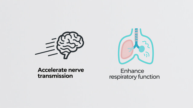 The brain and lungs icon represents the health promotion concept of accelerating nerve conduction and enhancing respiratory function.