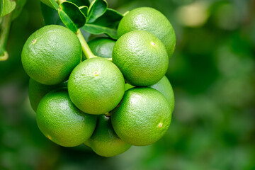 Green lemons is citrus  fruits on a branch with nature background. Green Lemons tree in the garden with daylight. Fresh green lime fruit hanging from branch.