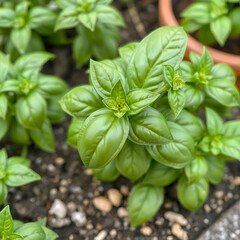 Basil, common, garden, camphor (Ocimum basiliicum) - herb