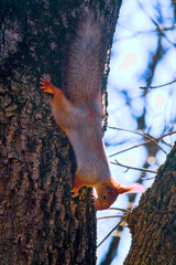 A squirrel on a tree with walnut. Well lit by the evening sun red animal