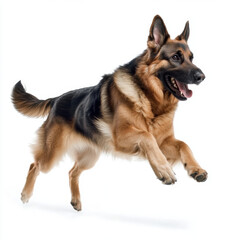 German Shepherd joyfully running on white background