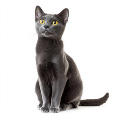 Korat cat with blue grey coat sits on white background