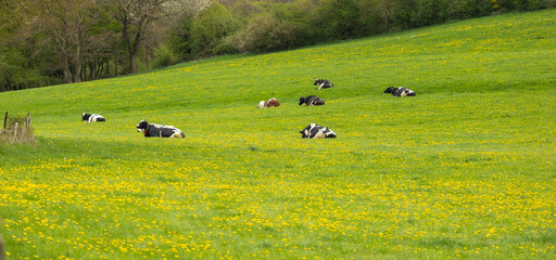 the dairy cows resting on the grass in a beautiful farm with rolling terrain